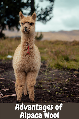 Advantages of Alpaca Wool – Happy Pants