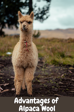 Advantages of alpaca wool and alpaca clothing